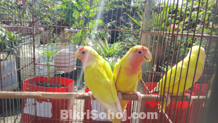 Peach face love bird